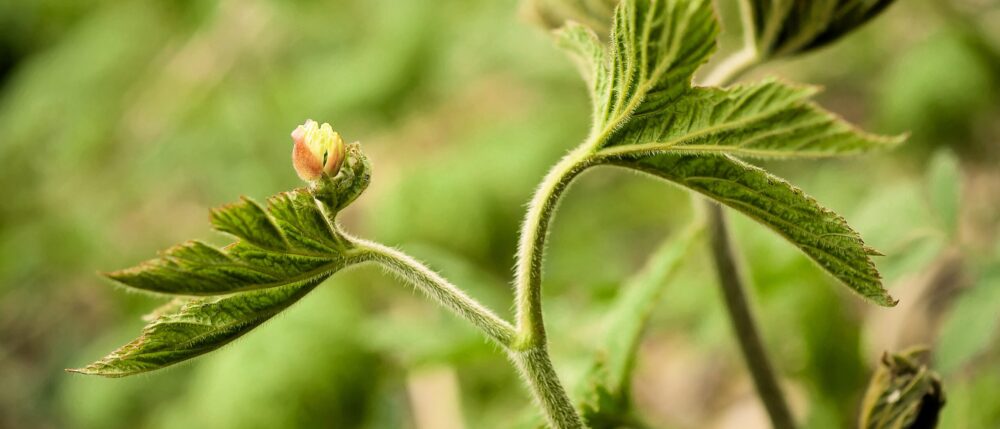 goldenseal epigenetics centralsun