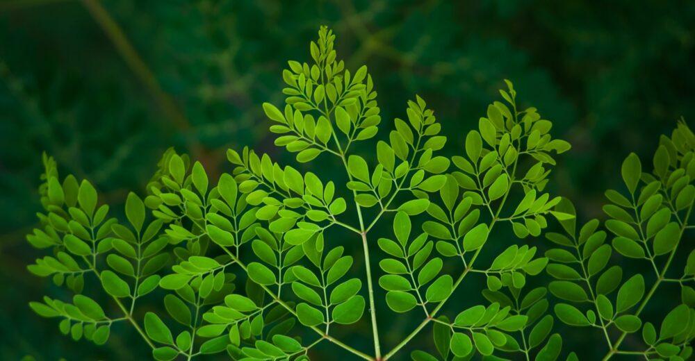 moringa pulverkapsler centralsun