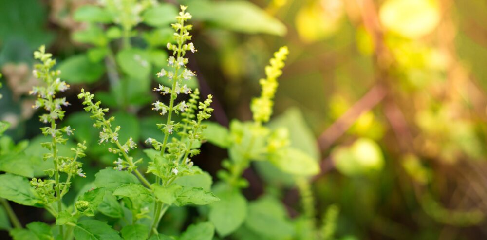 Tulsi pulver kapsler centralsun