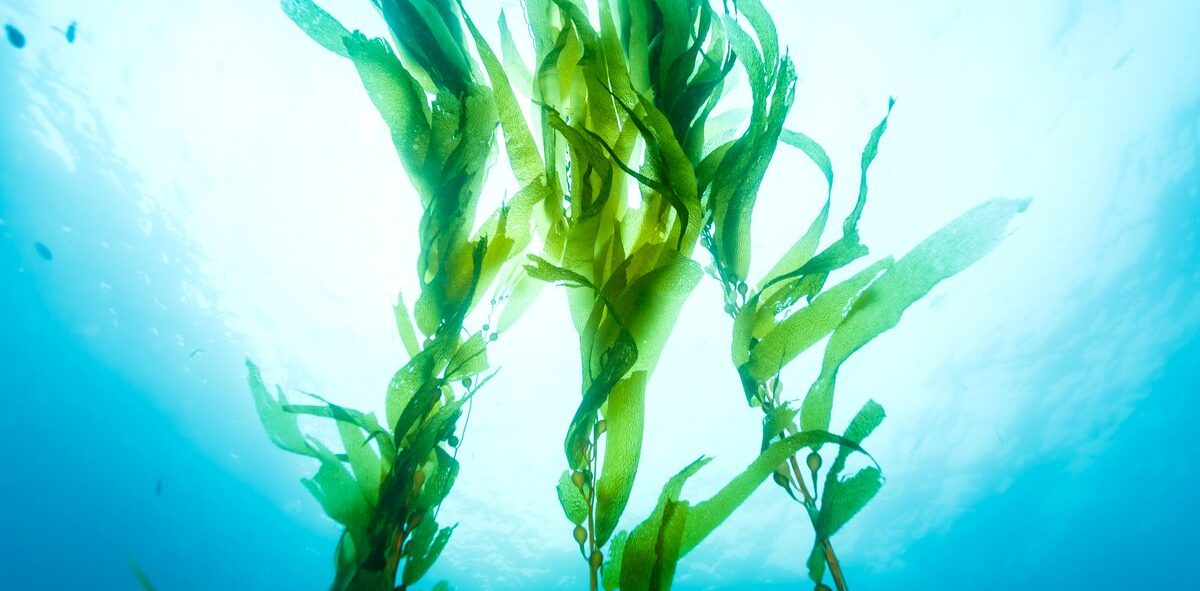 wakame flager centralsun