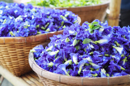 Butterfly Pea Blüten – 25 g | Centralsun flowers