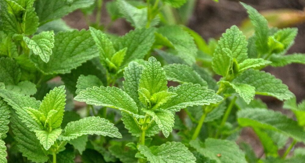 Citronmelisas ekstrakts epigenetics centralsun