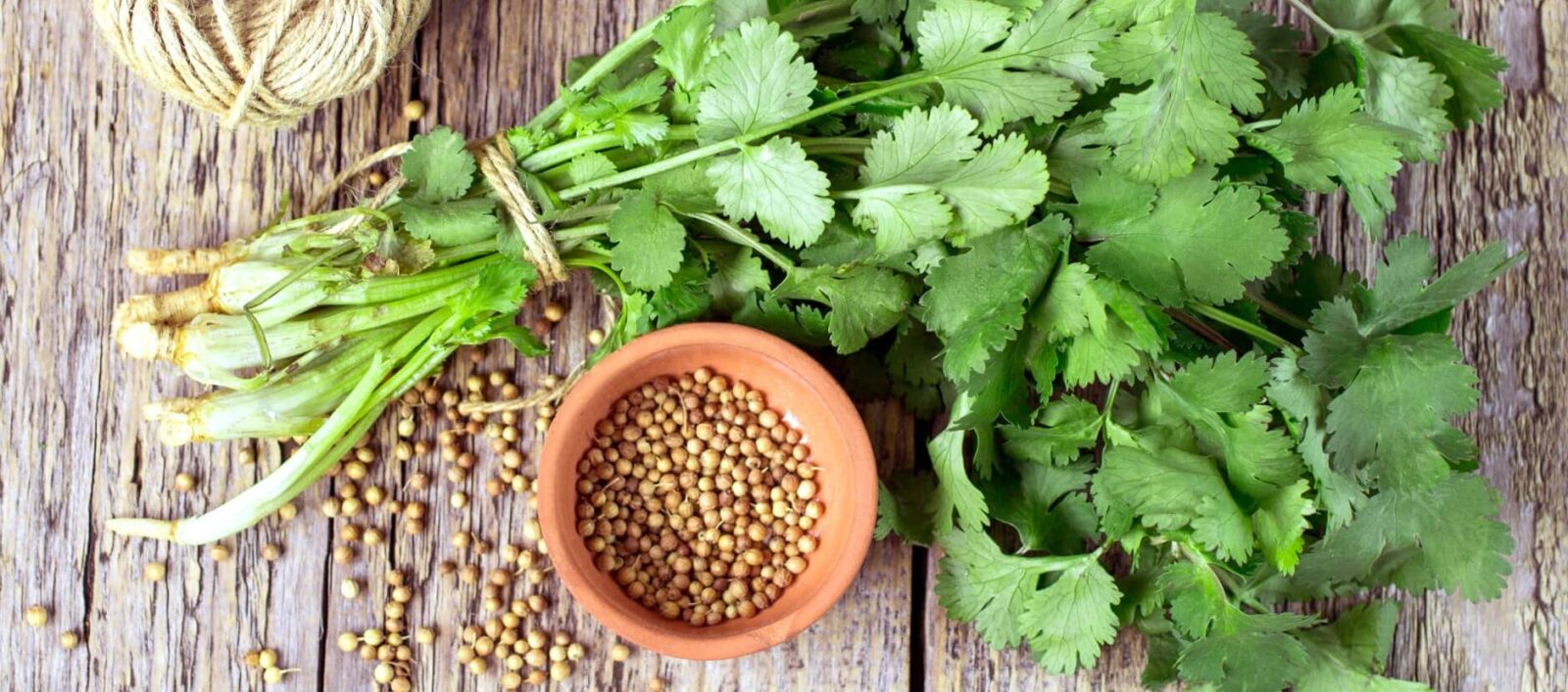 Cilnatro Powder Centralsun 2