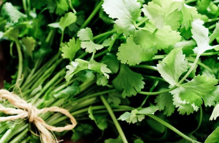 Cilnatro Powder Centralsun