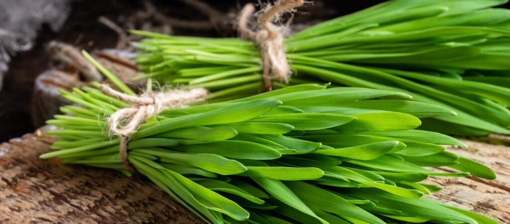 odraorase mahlapulber