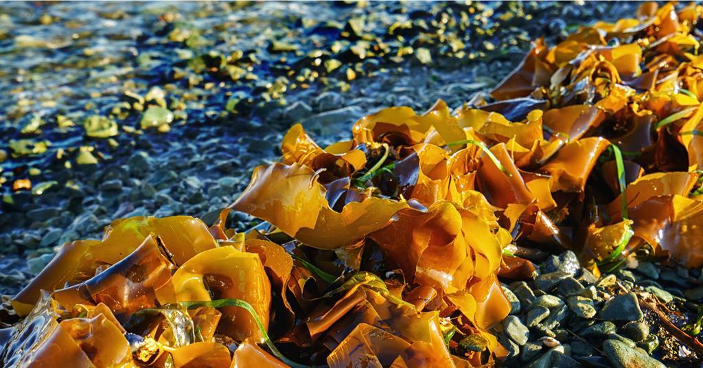 дефицит йода centralsun