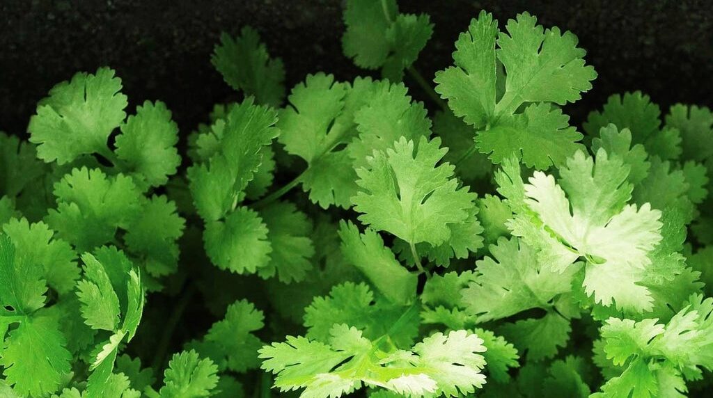 cilantro powder centralsun