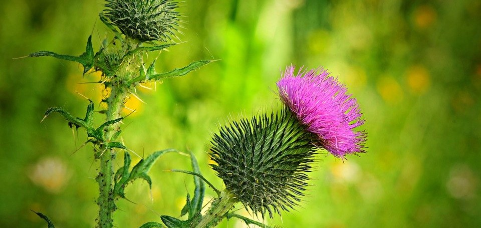 Milk Thistle powder capsules - Centralsun
