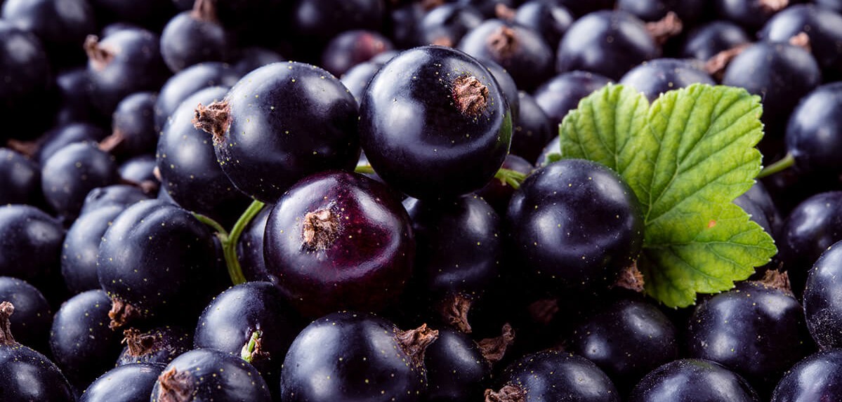 blackcurrant powder centralsun