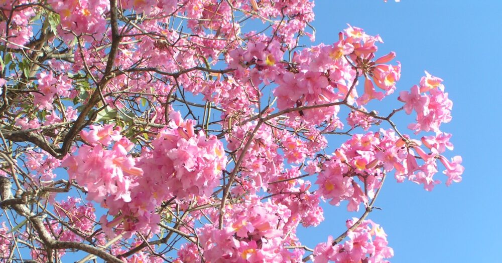 pau d arco centralsun epigenetics