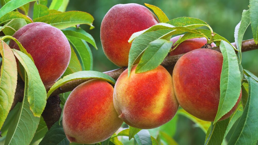 peach powder centralsun