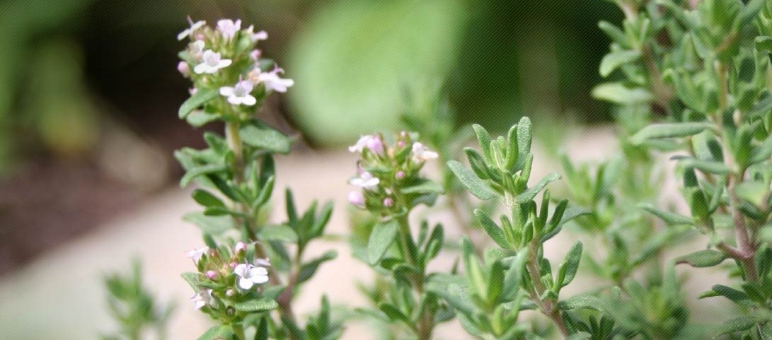 thyme capsules centralsun eest