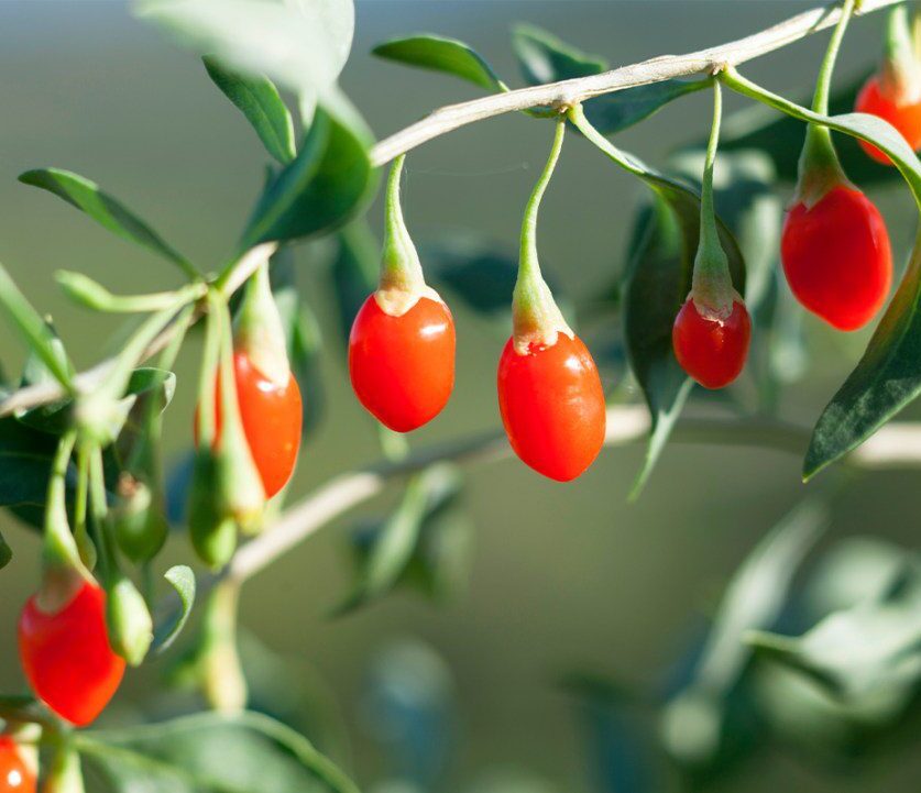 goji marjad rippumas