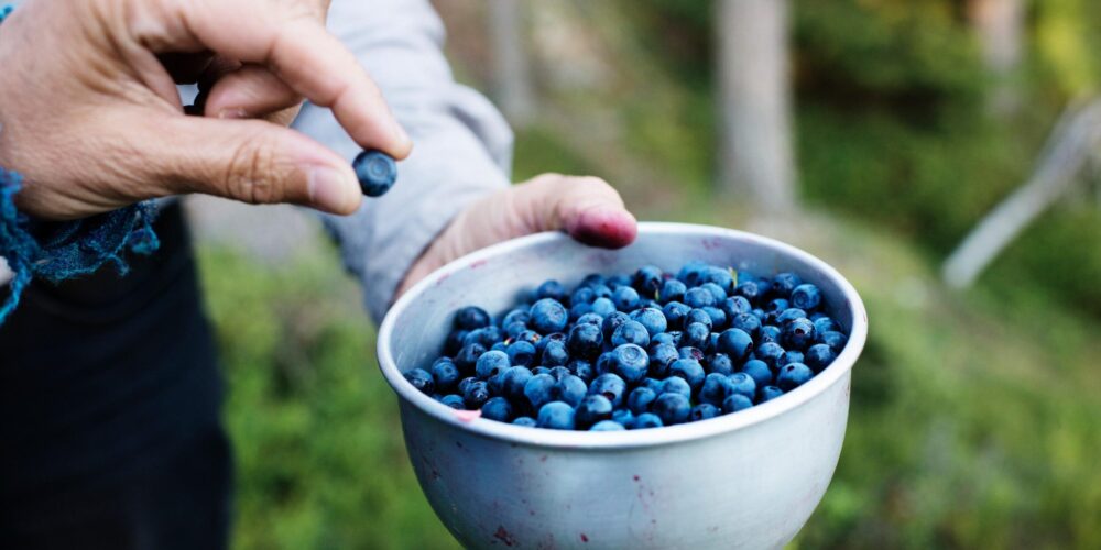 Külmkuivatatud mahe metsmustika pulber centralsun