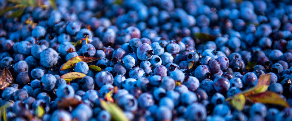 Külmkuivatatud mahe metsmustika pulber centralsun