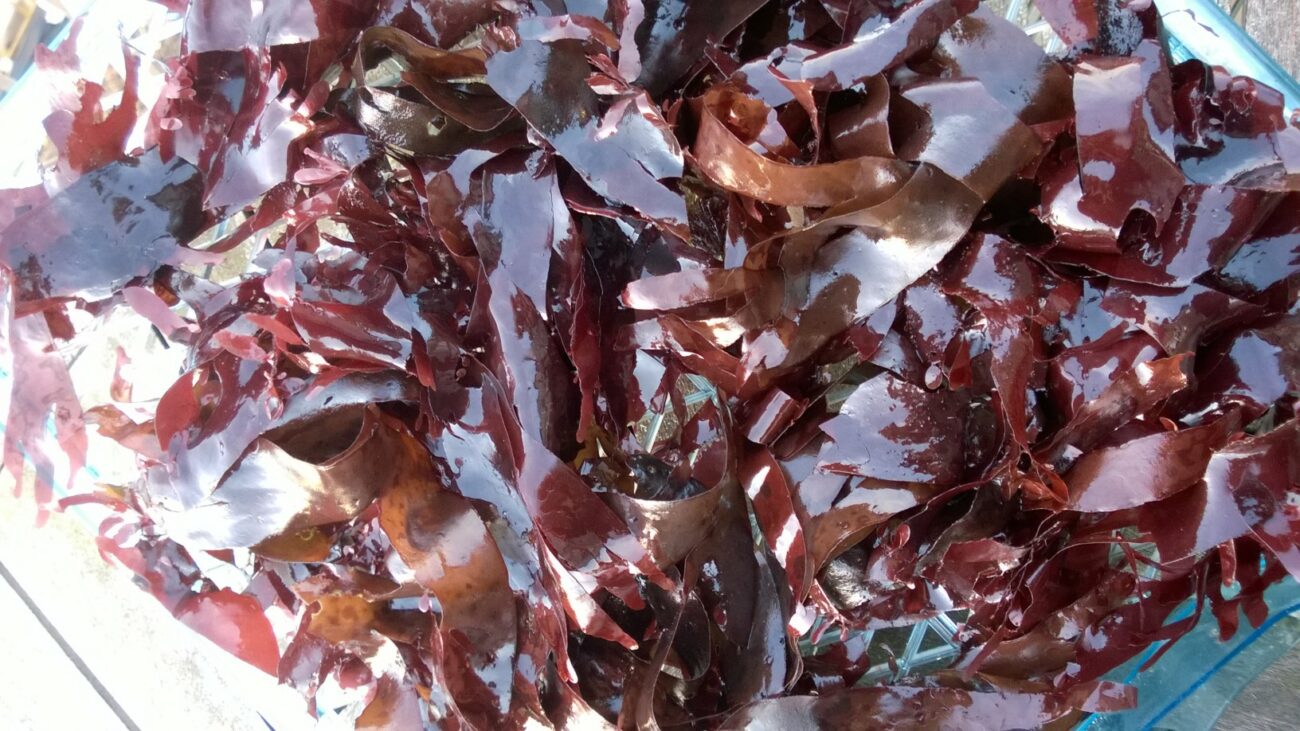 Organic Atlantic Dulse Seaweed Centralsun