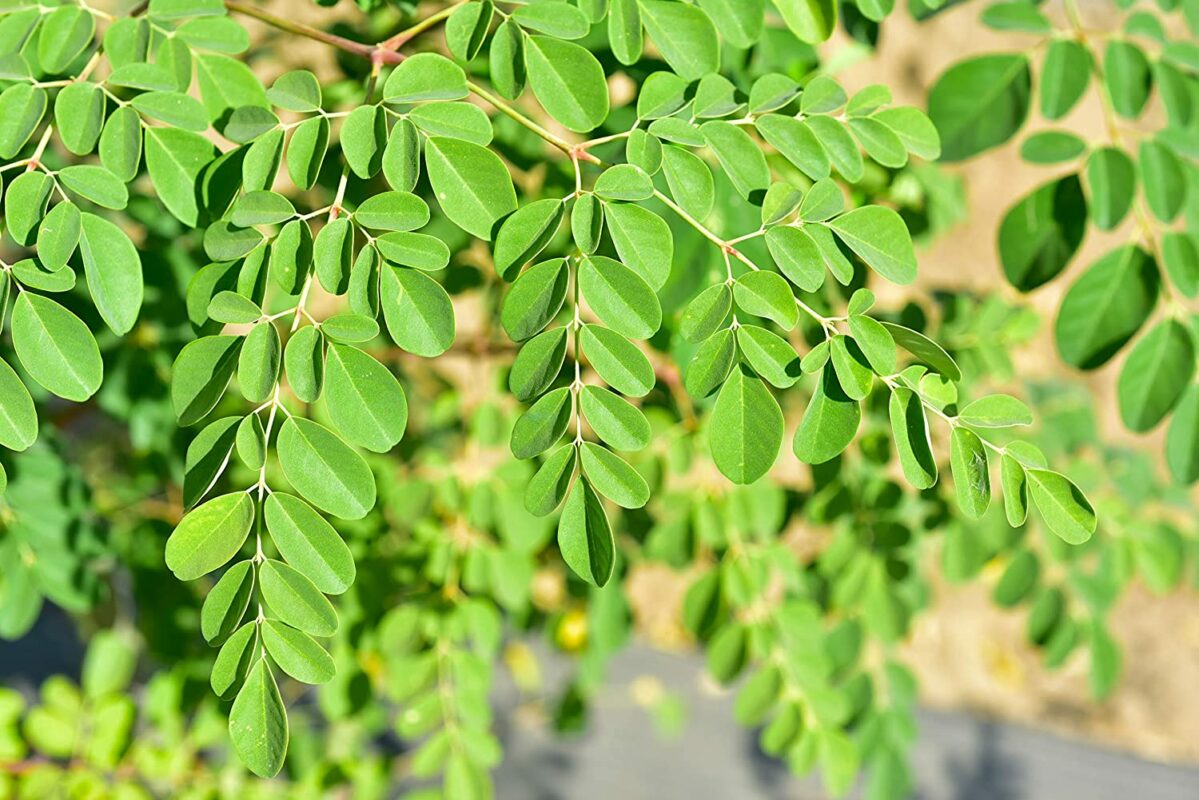 moringa extract capsules Centralsun