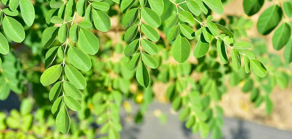 moringa extract capsules Centralsun