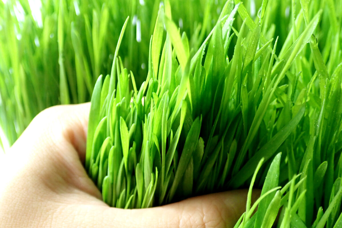 organic raw barley grass juice powder centralsun