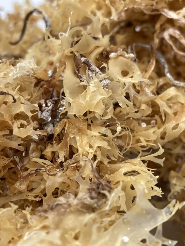 organic wild crafted irish sea moss