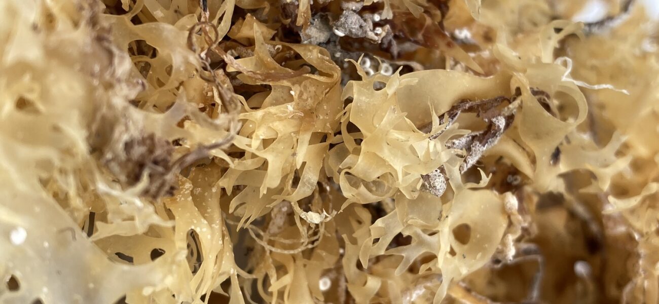 organic wild crafted irish sea moss