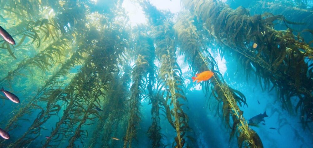 organic atlantic seaweed flakes centralsun