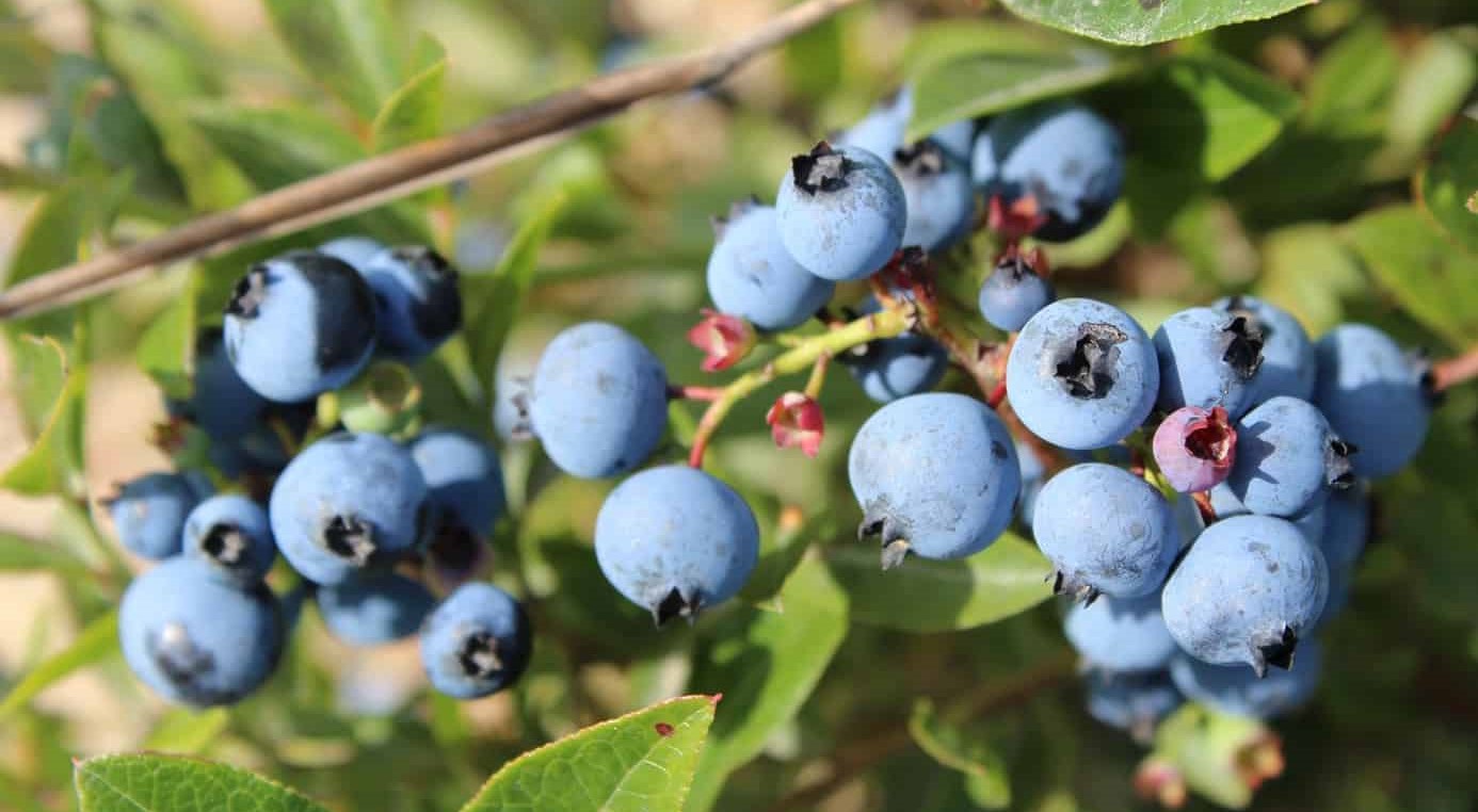 Canadian wild blueberry powder Centralsun