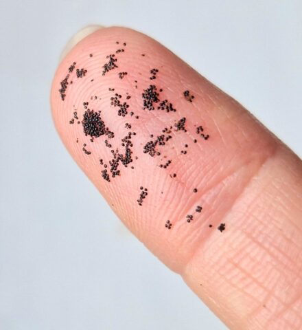 Vanilla seeds Centralsun 2